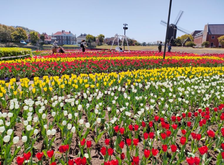 ハウステンボス_チューリップ